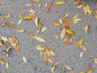Yellow Golden Leaves On Pavement