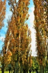 Yellow Poplar Trees