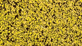 Yellow Small Stones Background