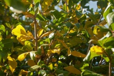 Yellowing Leaves On A Pomegranate