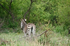 Zebra In A South African Landscape