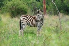Zebra With Bent Neck Standing