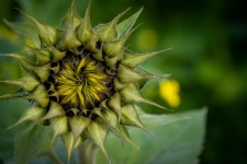 Sunflower, Budding Flower