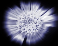 Zoom Burst Image Of A Flower