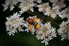 Hoverfly, Fly, Insect