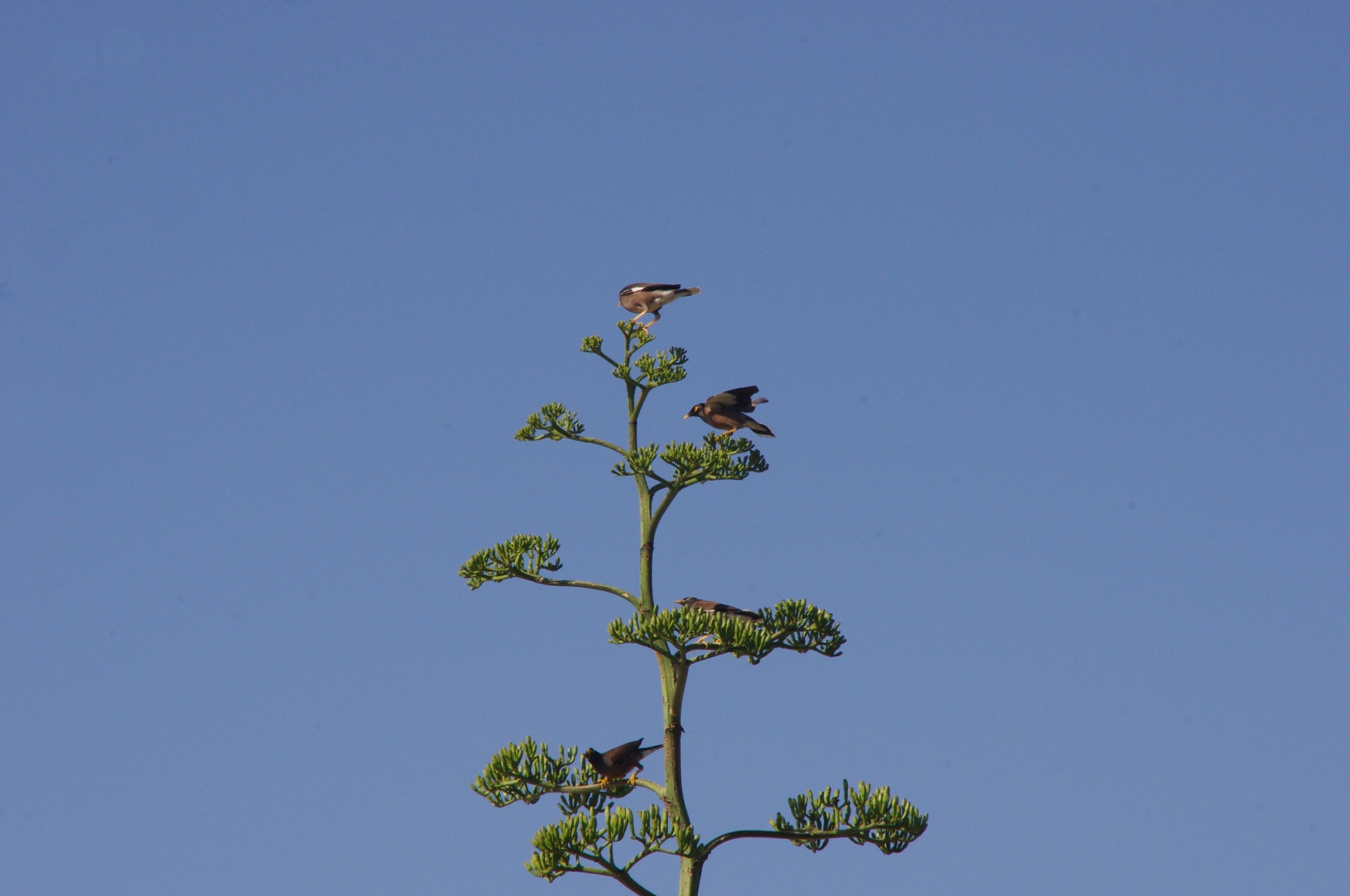 Agave Americana Tree With Bird
