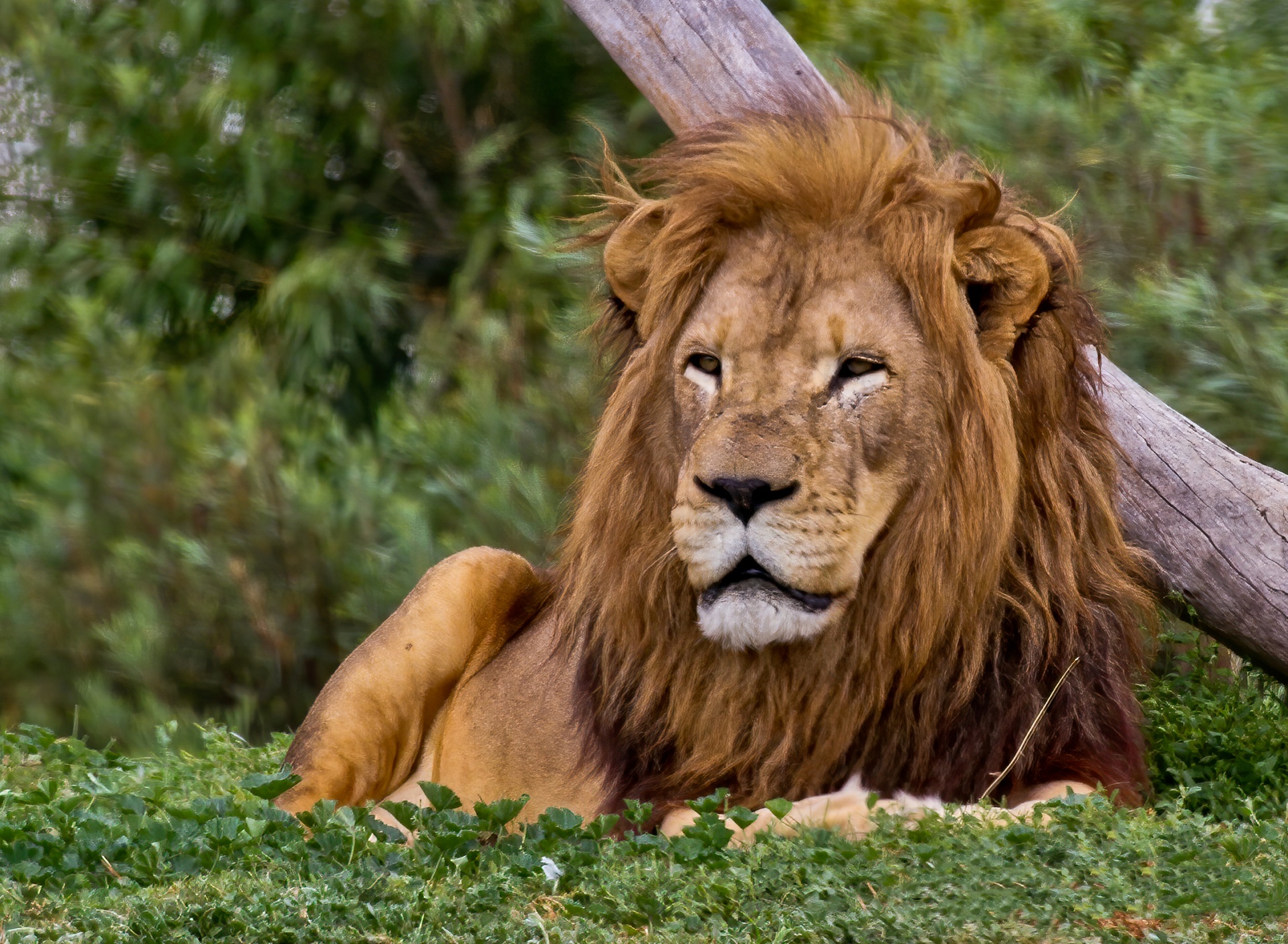 Big African Lion