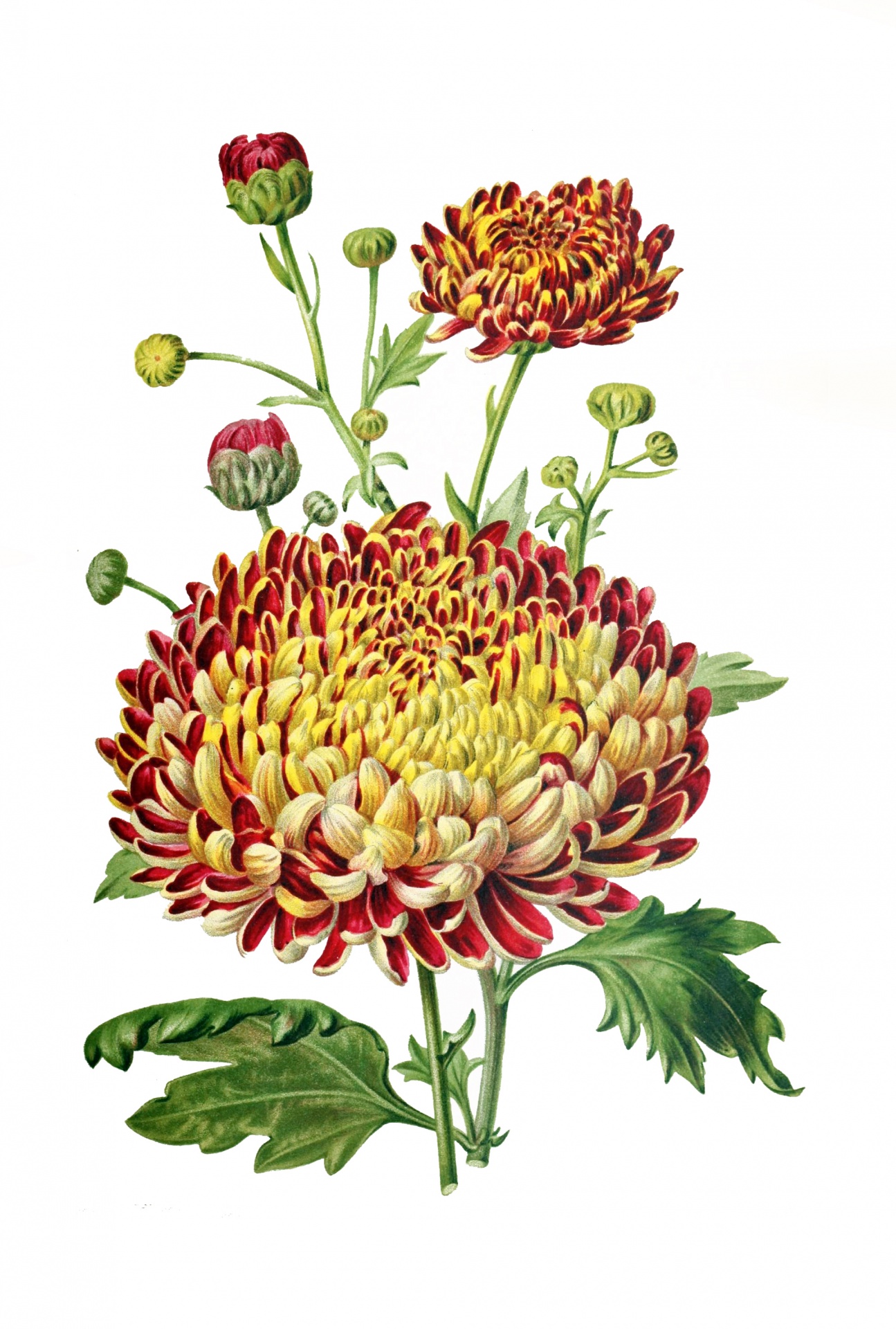 Chrysanthemum Flower Vintage Art