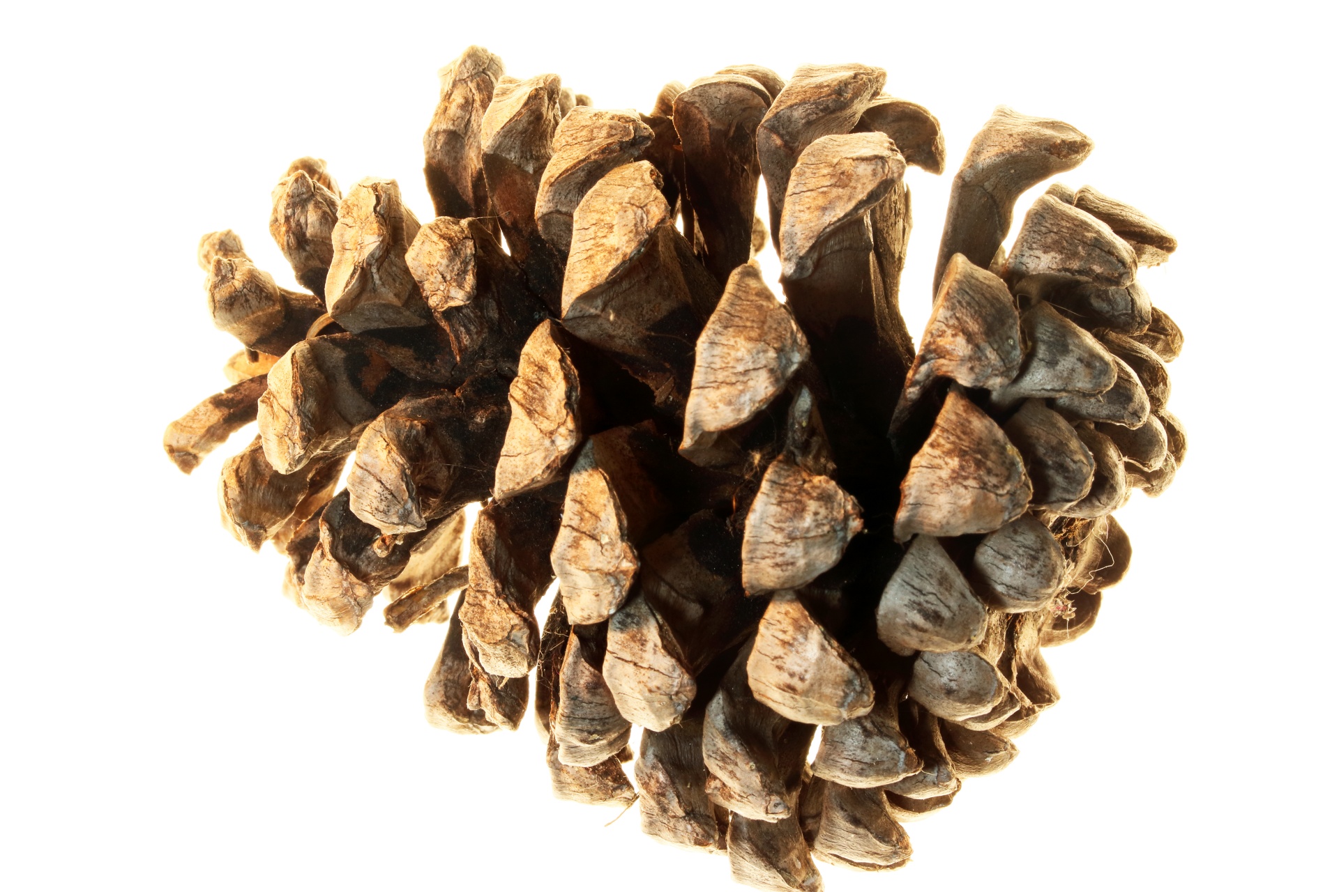 Close View Of A Pine Cone