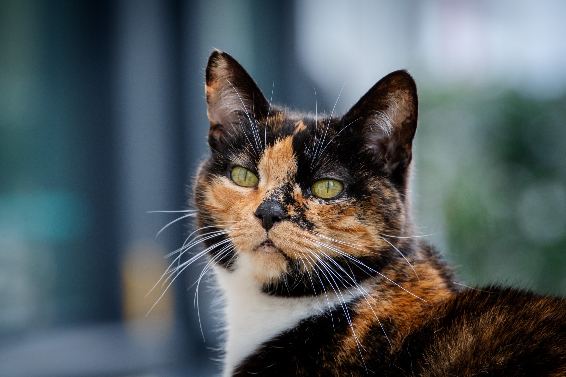 Animal Portrait Cat