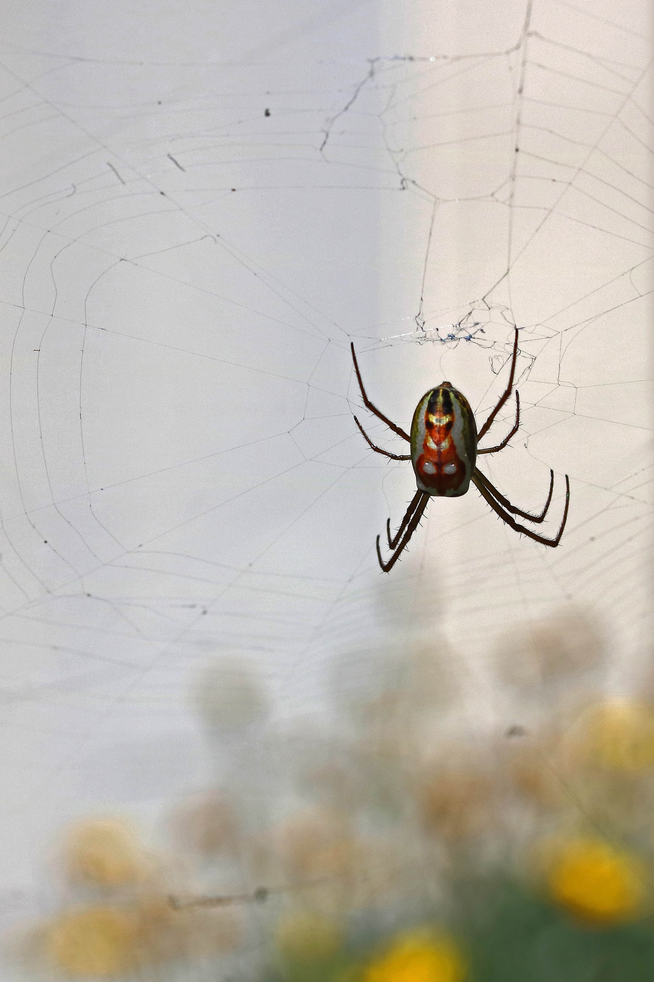 Dorsal Side Of Silver Marsh Spider