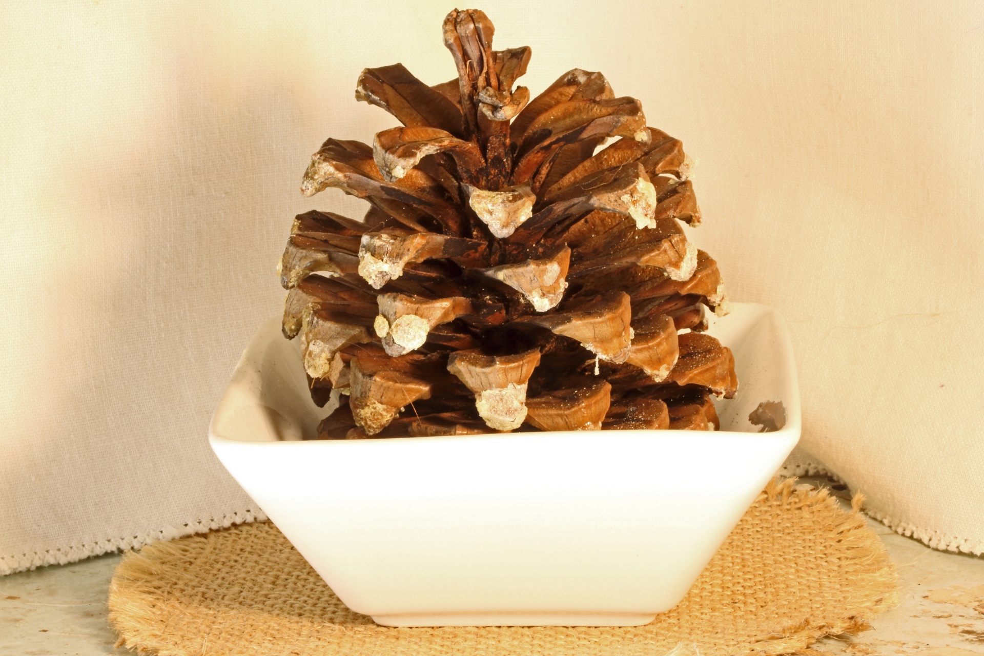 Dry Pine Cone In White Ceramic Bowl