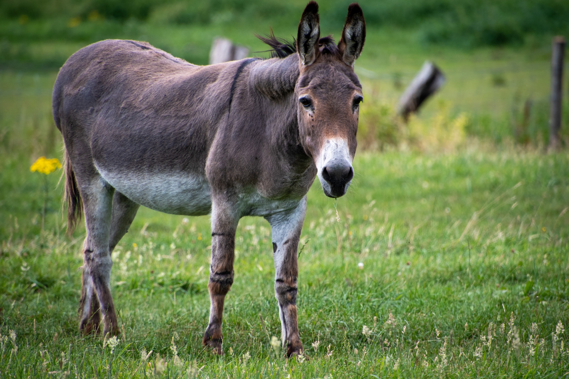 Donkey in the meadow