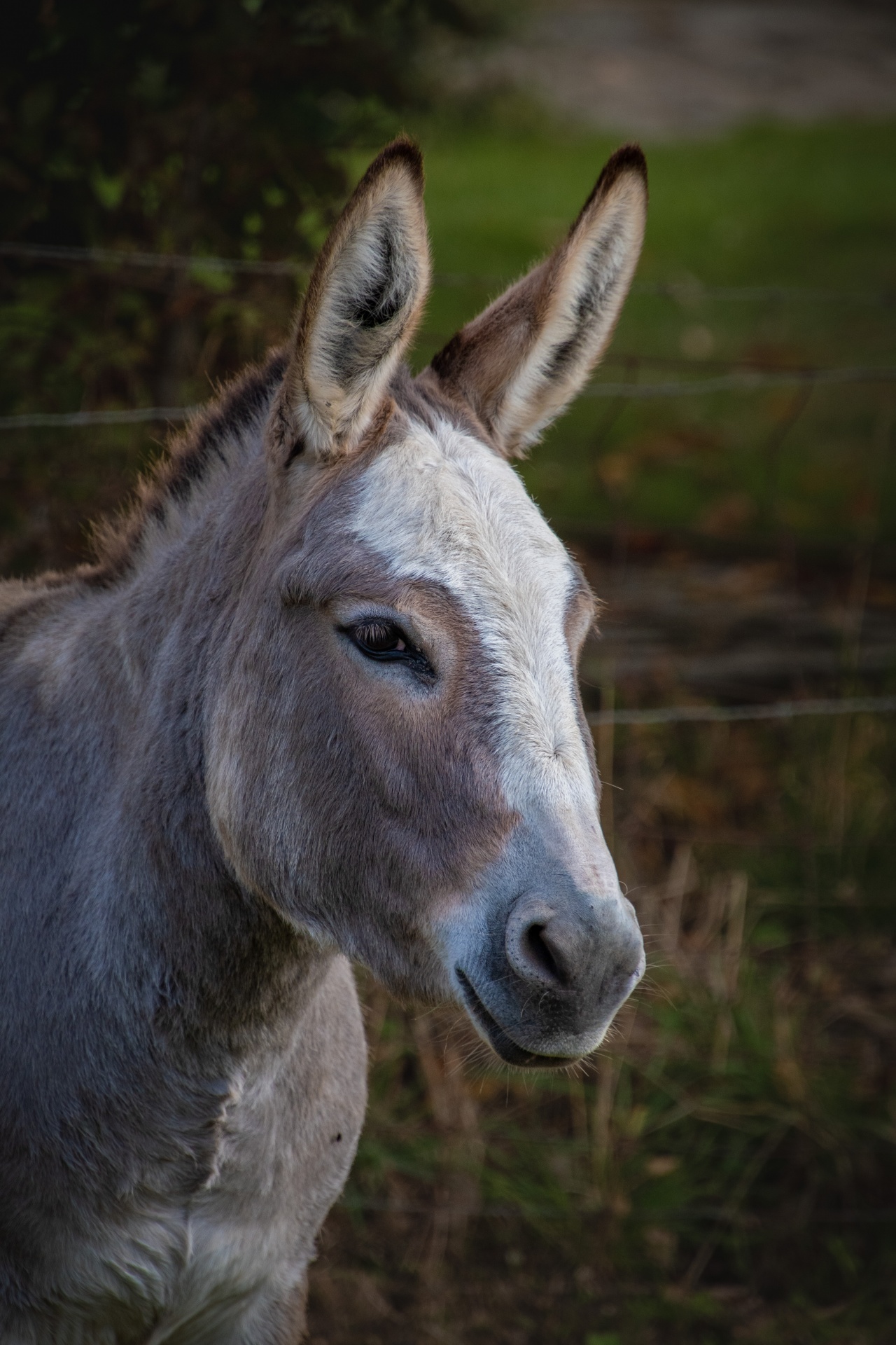 Animal portrait of a donkey