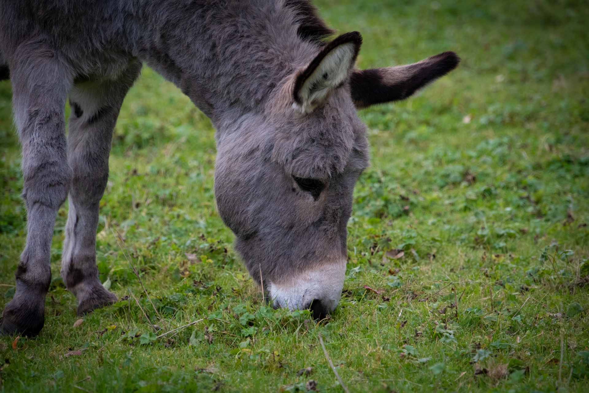 Donkey, Mule,Equidae