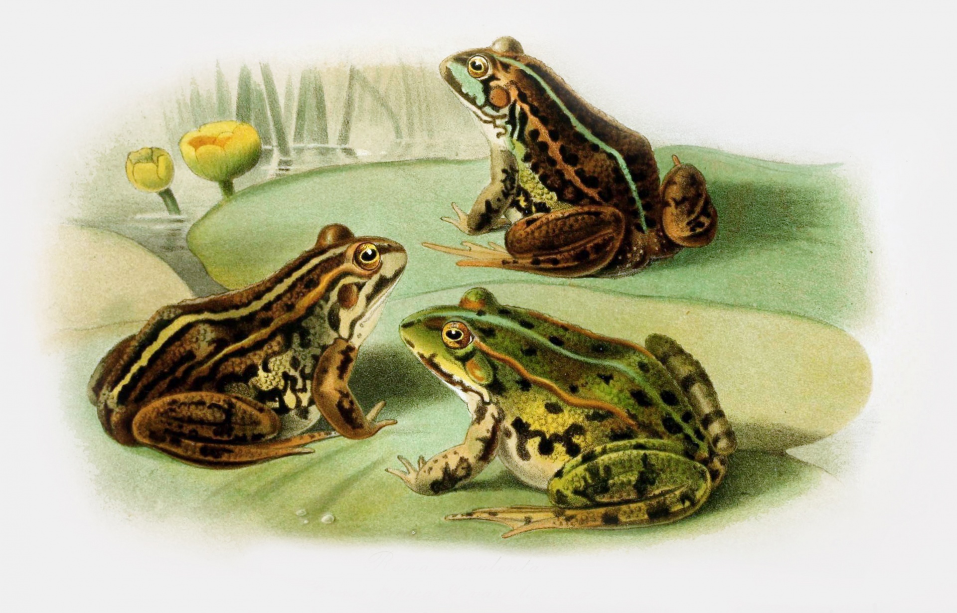 Frogs lithography vintage art old antique illustration colored drawing painting wildlife picture colors restored stains removed