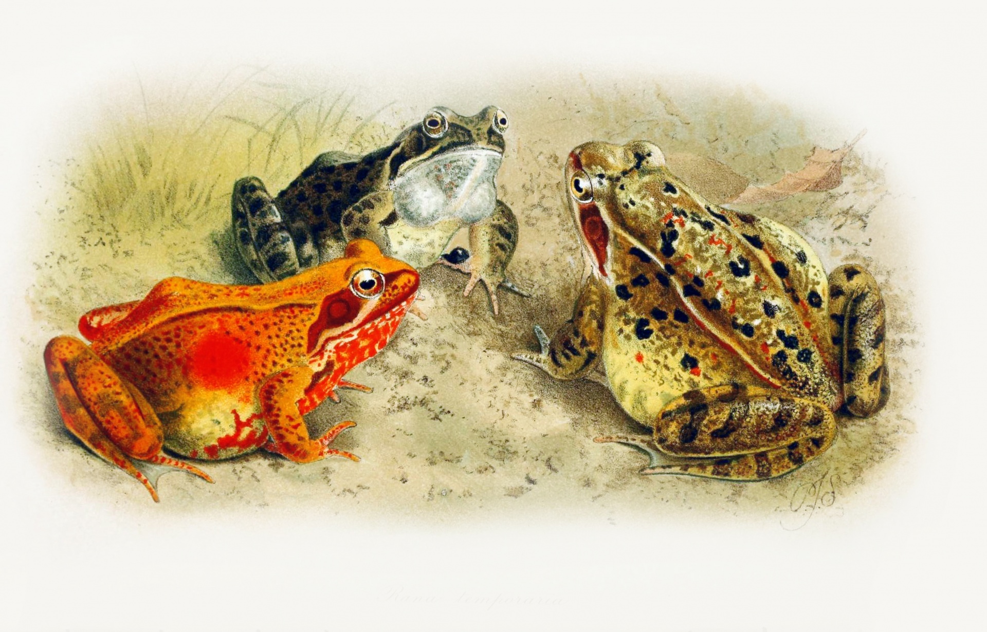 Frogs Lithograph Vintage Art