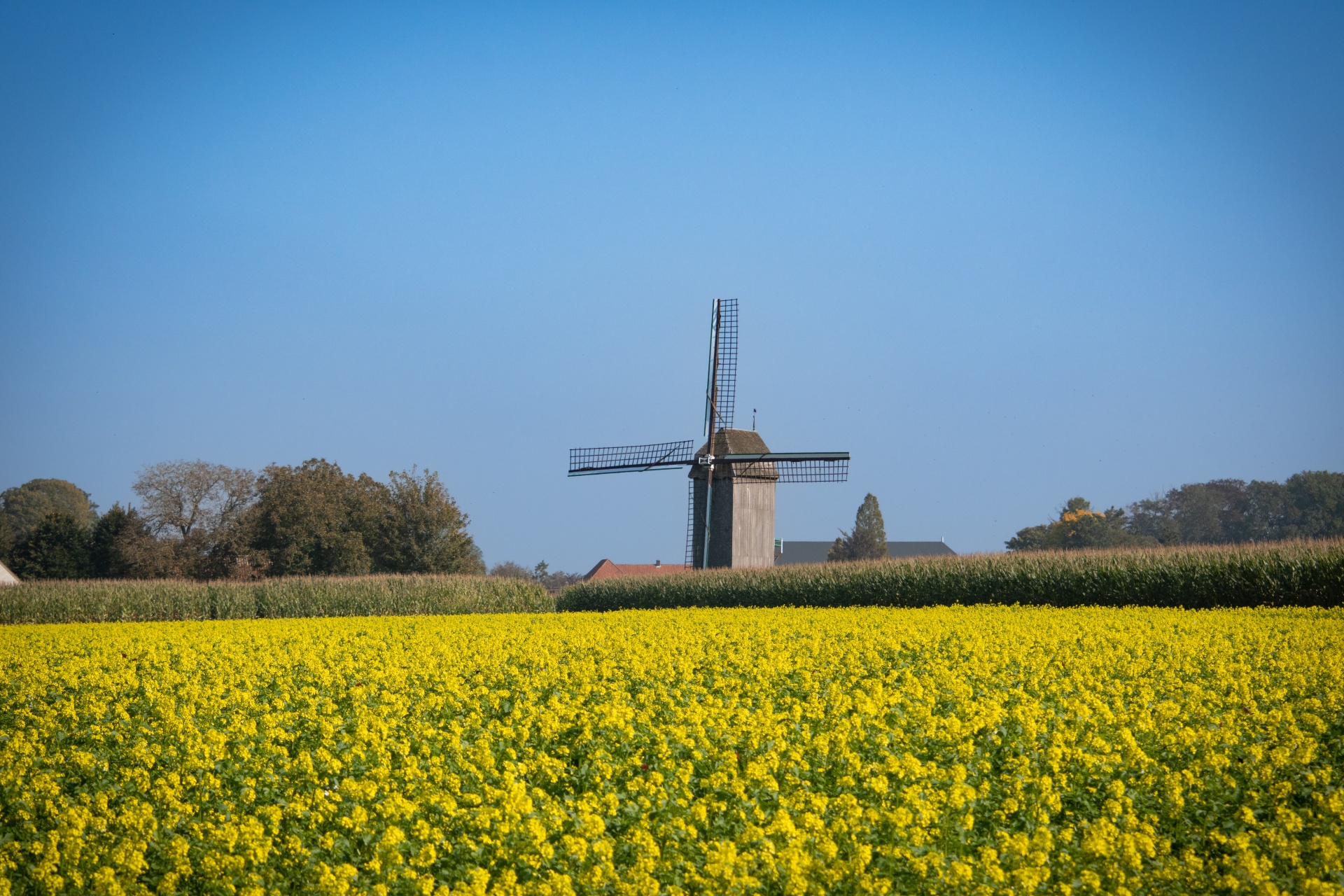 Beautiful yellow rapeseed field with a wooden windmill in the background, landscape