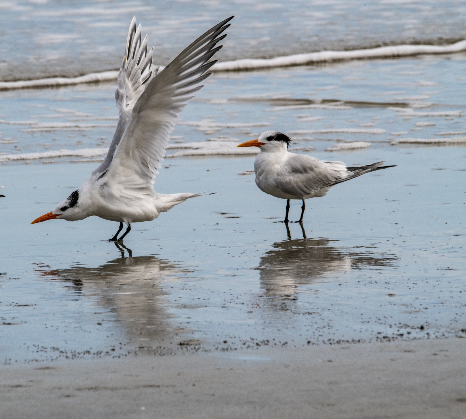 Terns On Ocean Shore
