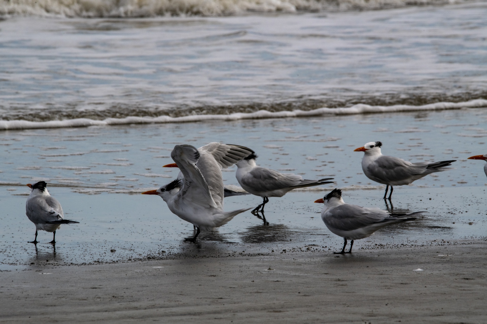 Flock Of Tern