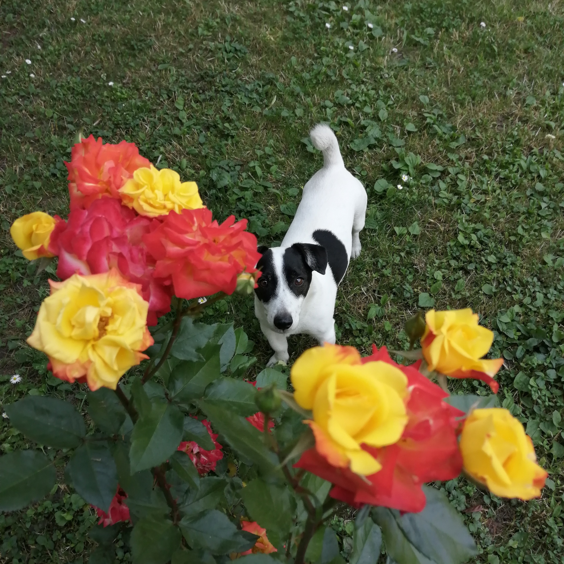 Jack Russell And Rose
