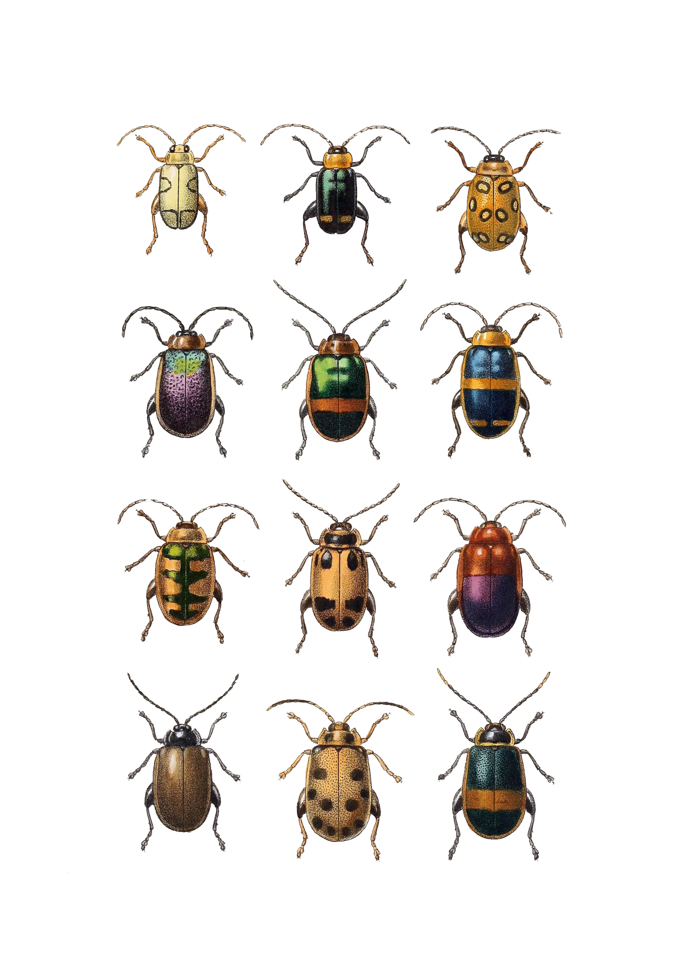 Beetle Vintage Clipart Art