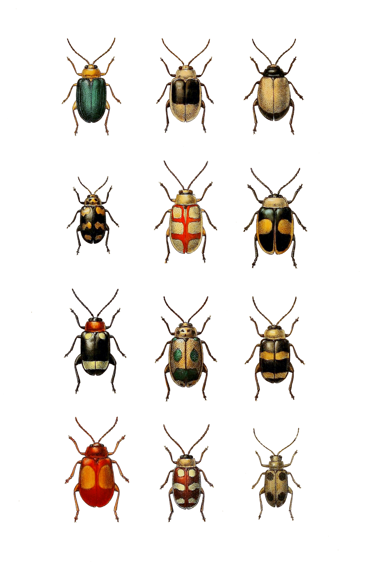 Beetle Vintage Art Clipart