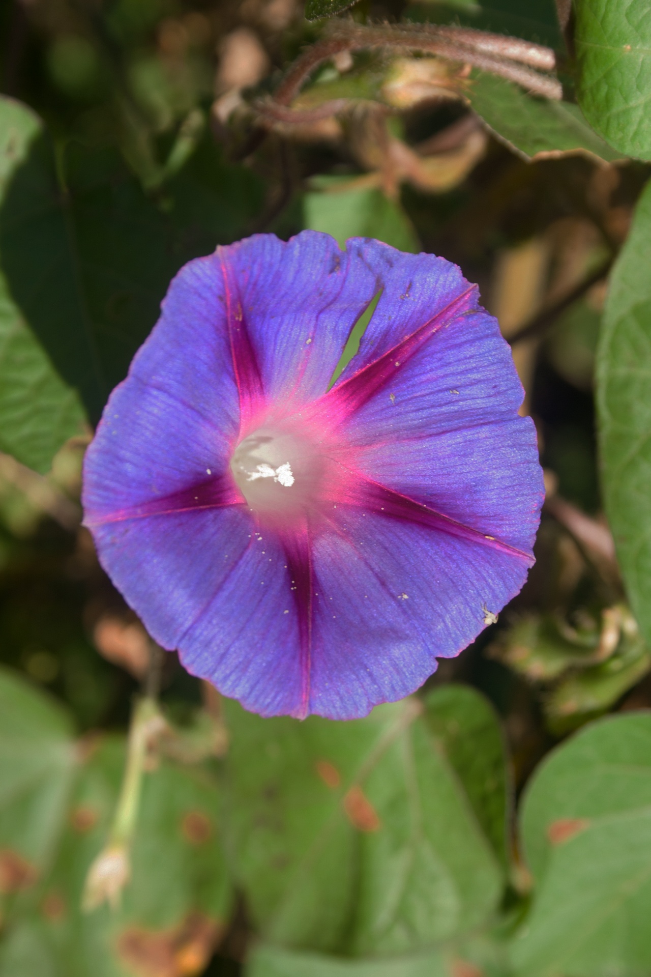 Light Purple Morning Glory Flower