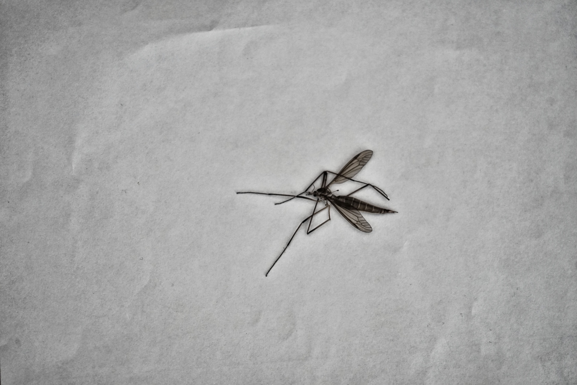 Mosquito Crushed