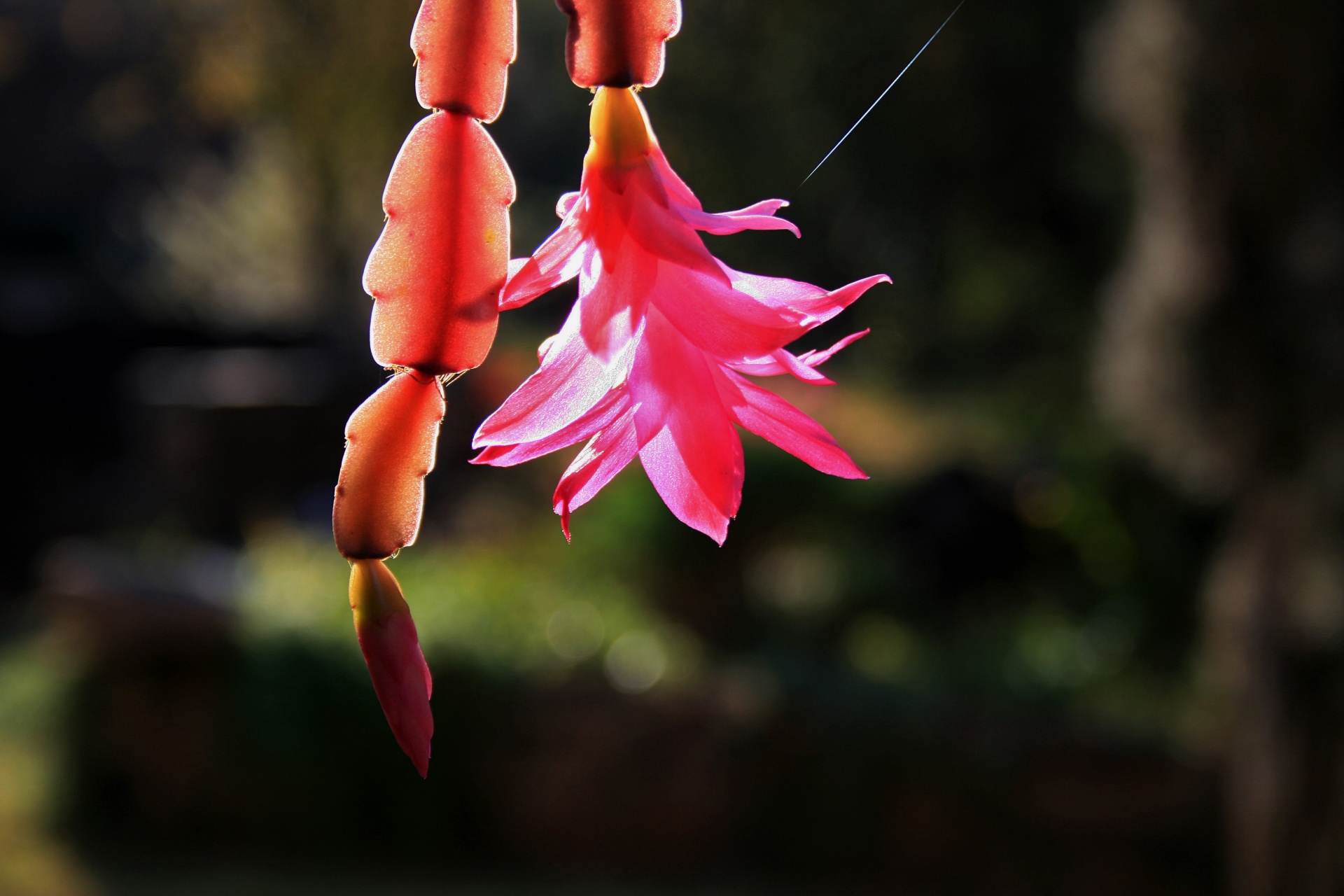 Pink Crab Cactus Flower
