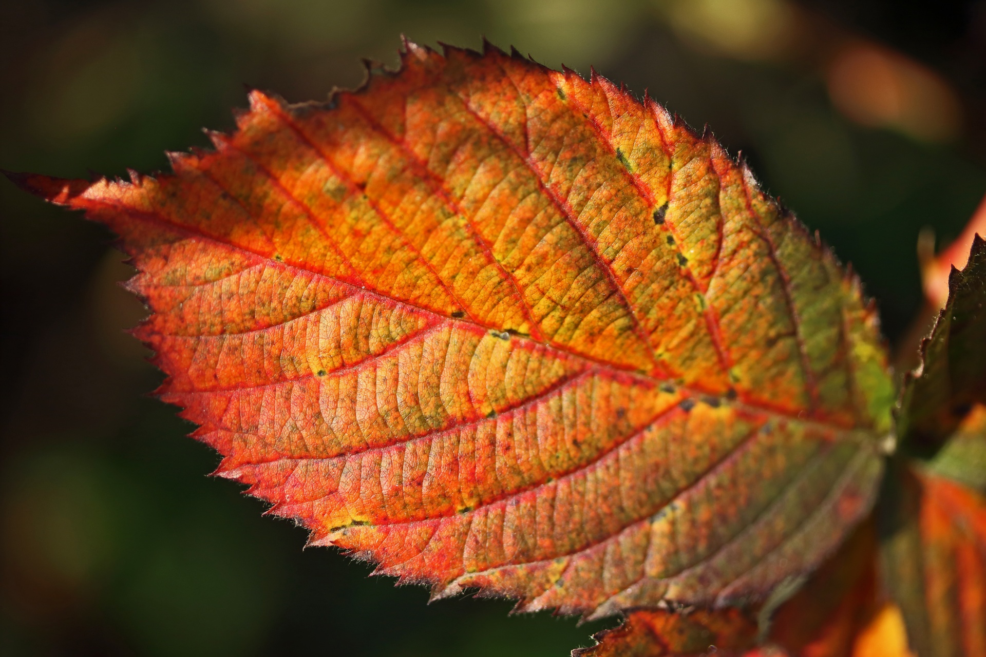 Russet Colored Bramble Leaf In Fall