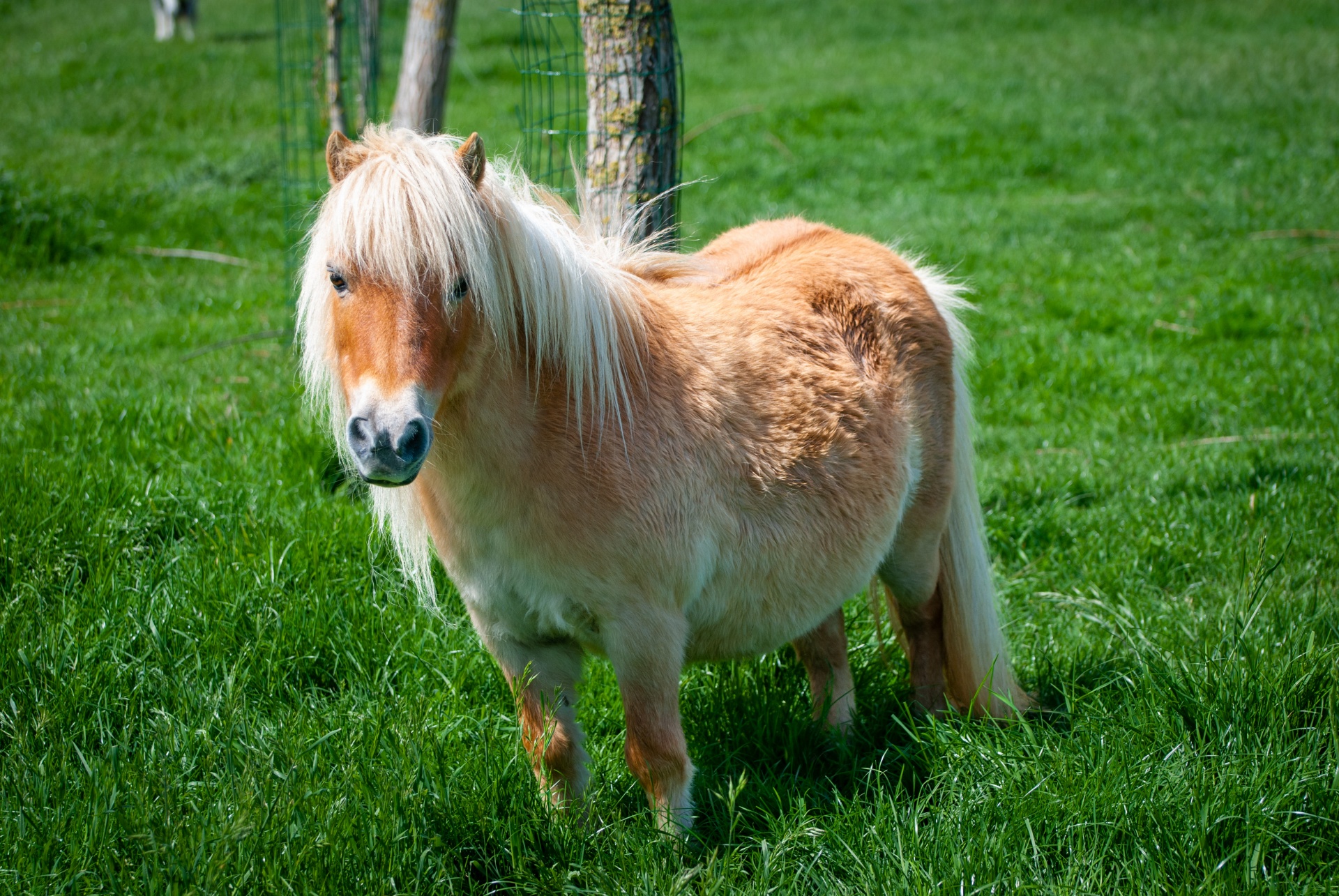 Shetland Pony, Pony