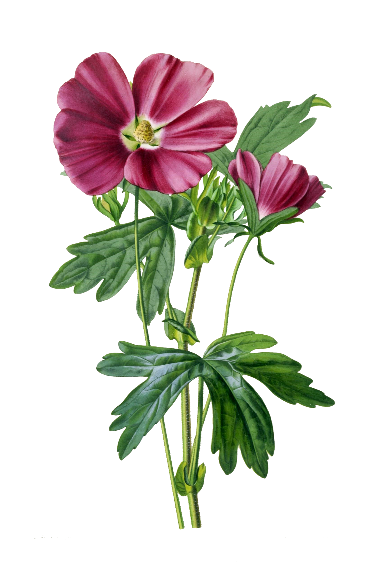 Hollyhock Flower Vintage Clipart