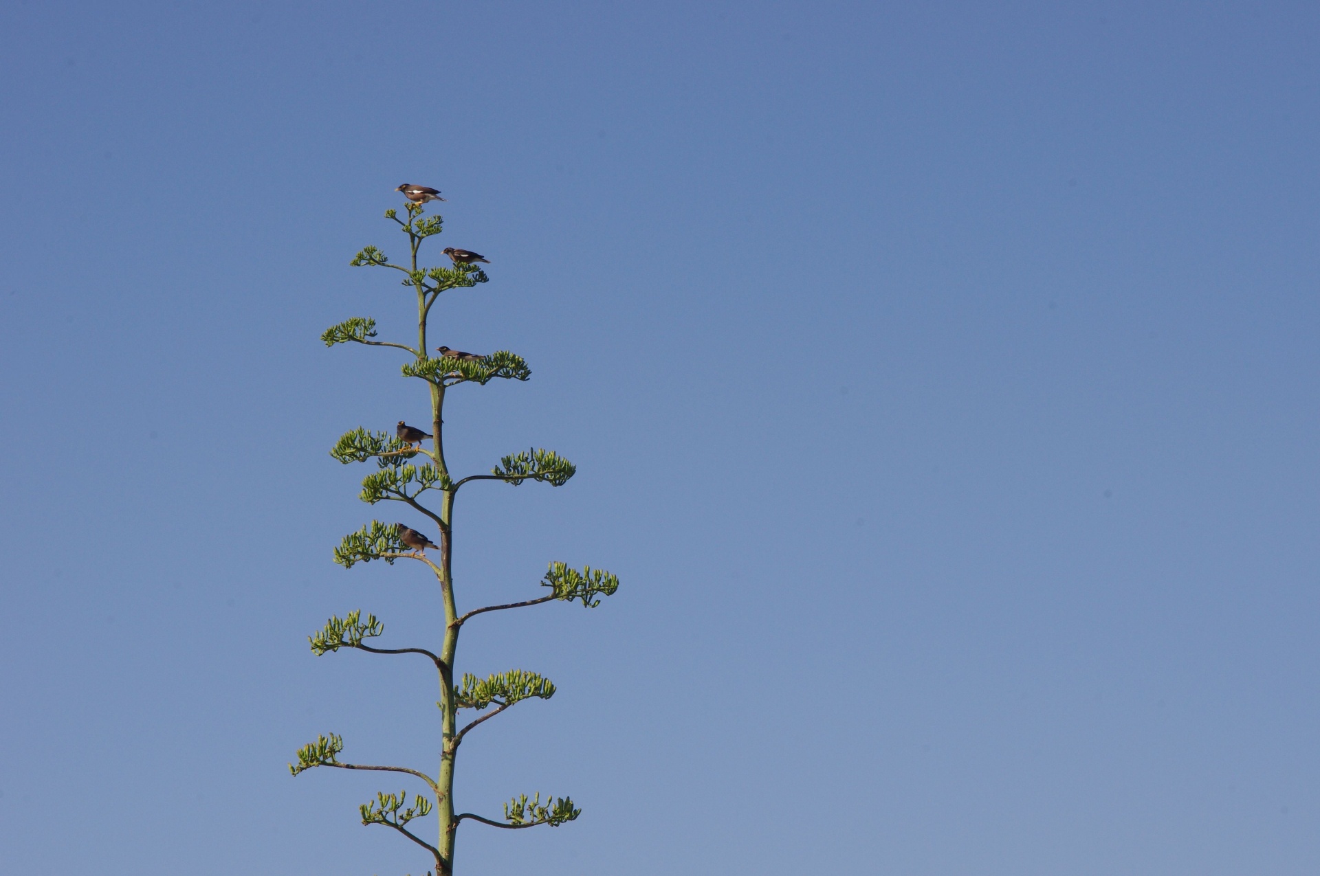 Tall Agave Americana Tree With Bird