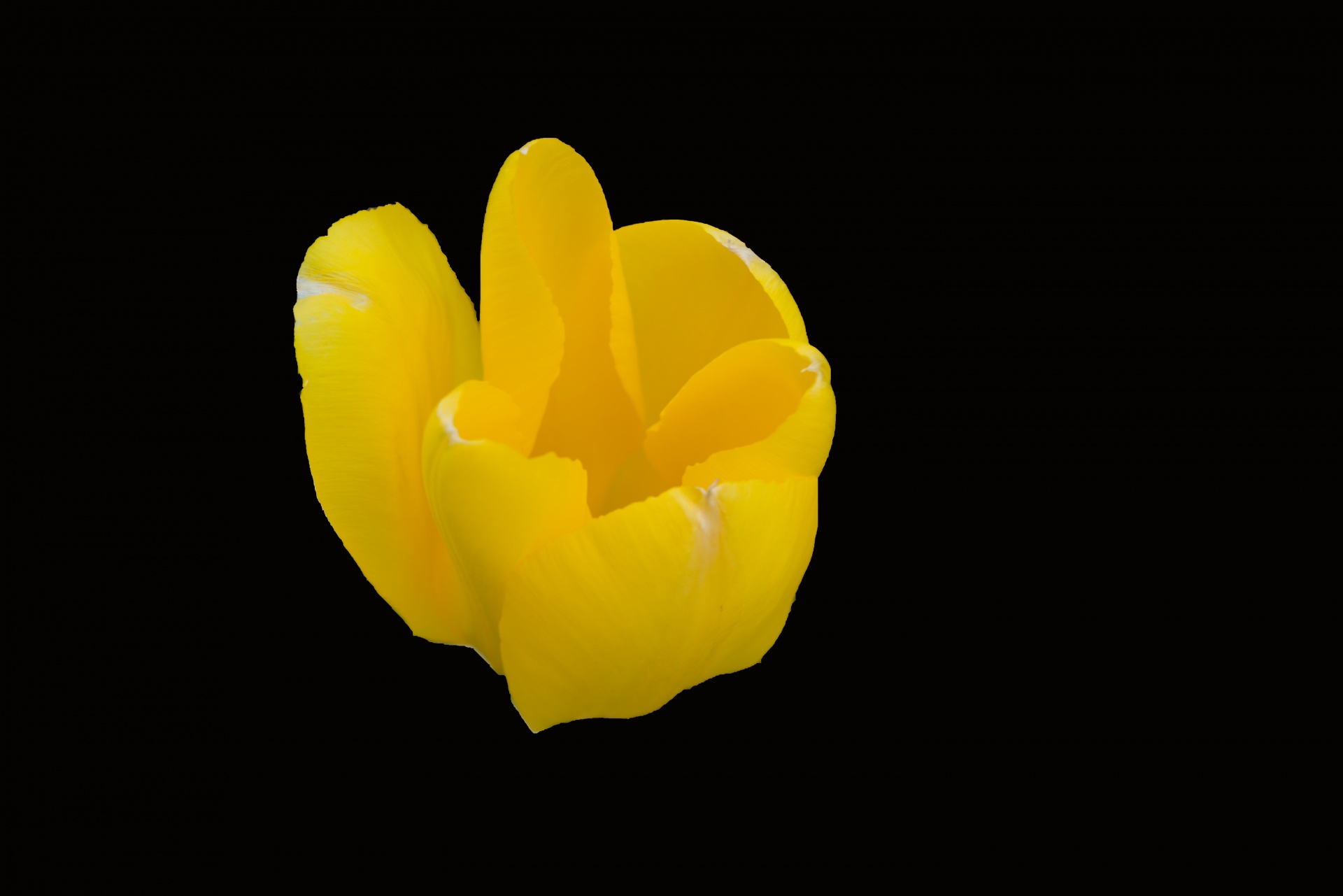 Tulipe jaune . Photo stock libre - Public Domain Pictures