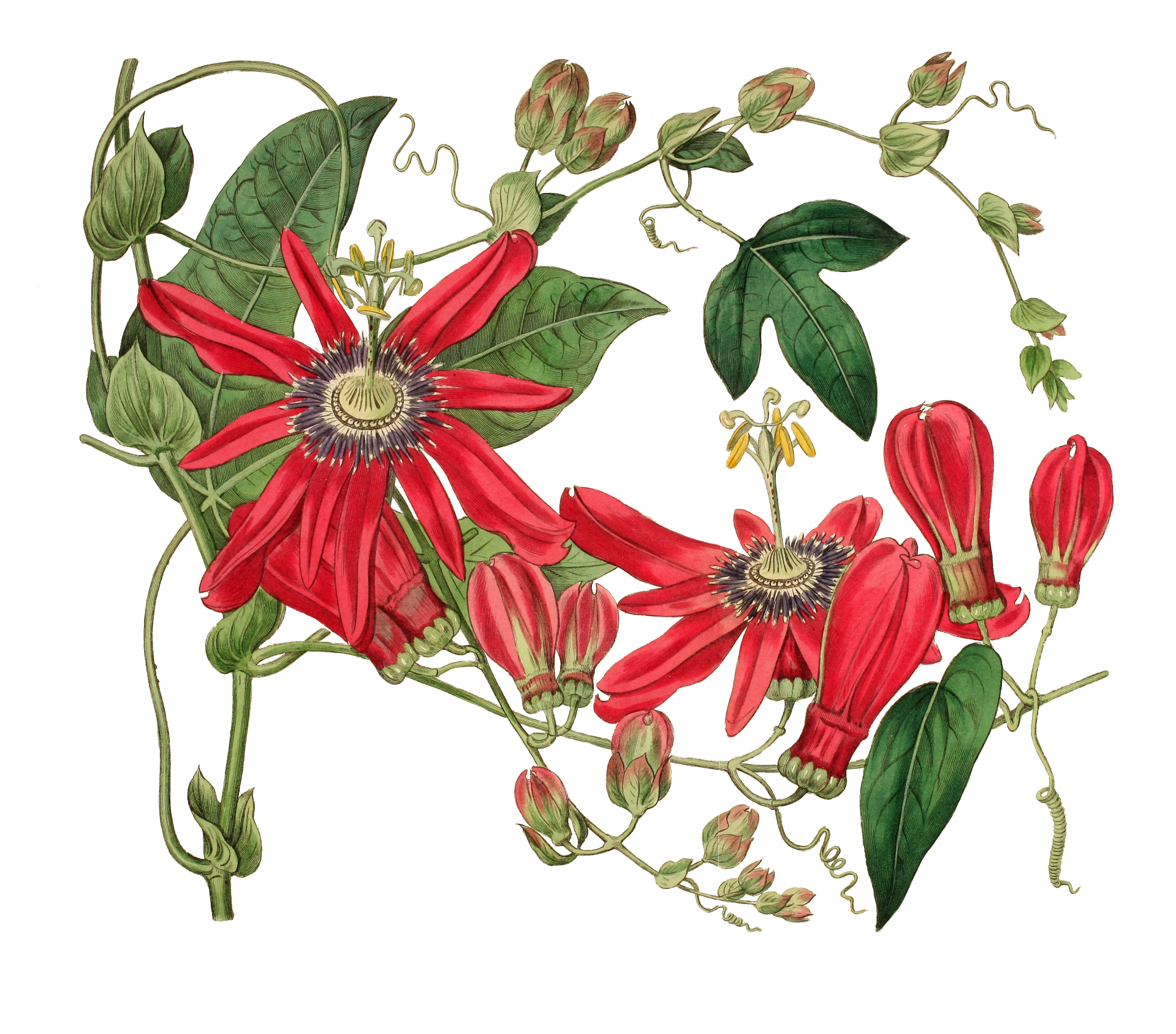 Vintage Clipart Flower Illustration