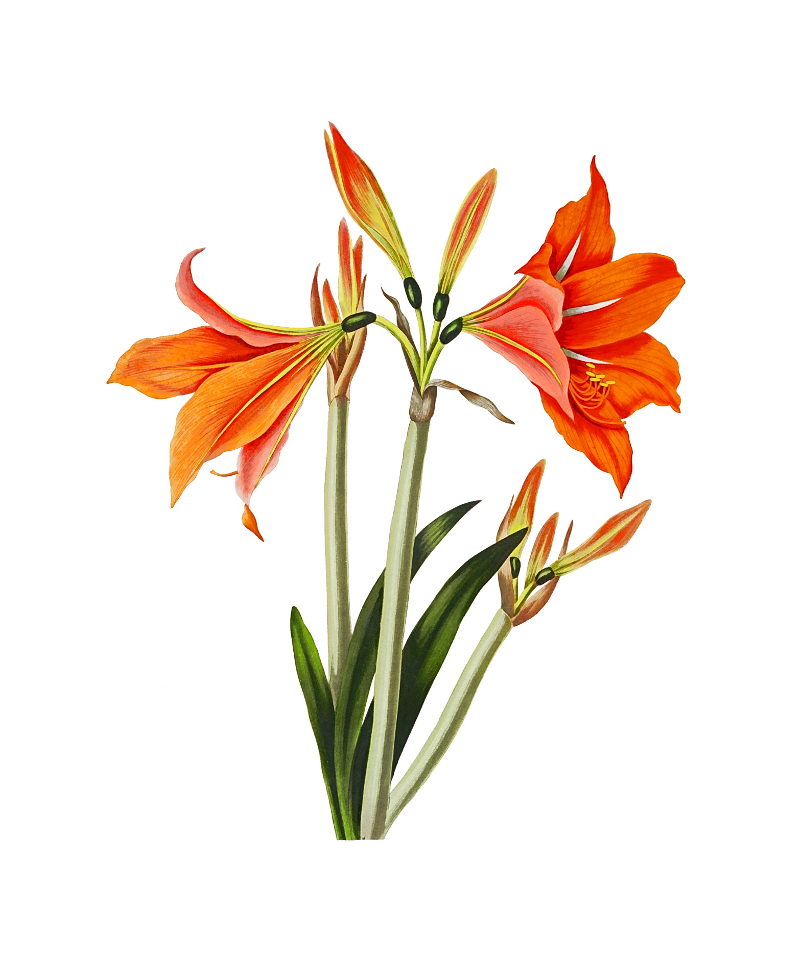 Vintage Clipart Flower Lily