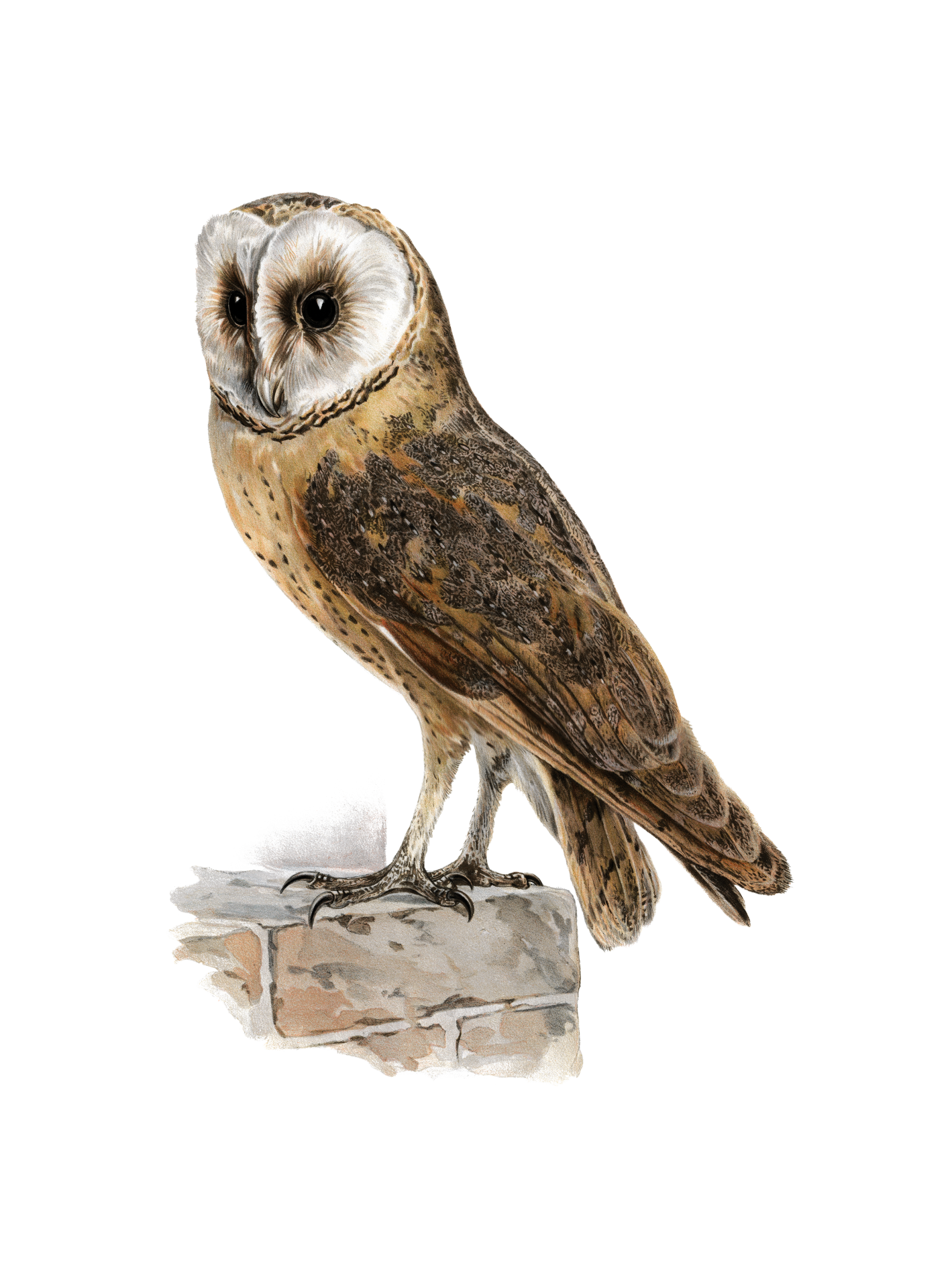 Vintage Clipart Owl Bird
