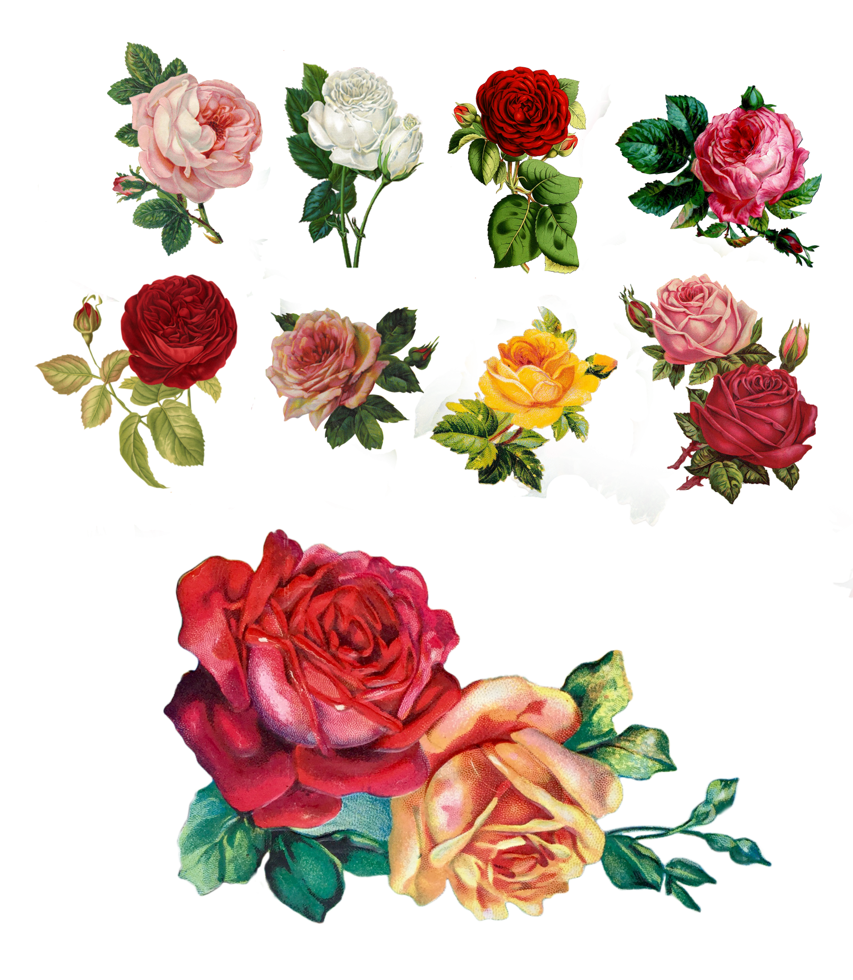 Vintage Clipart Roses Flowers