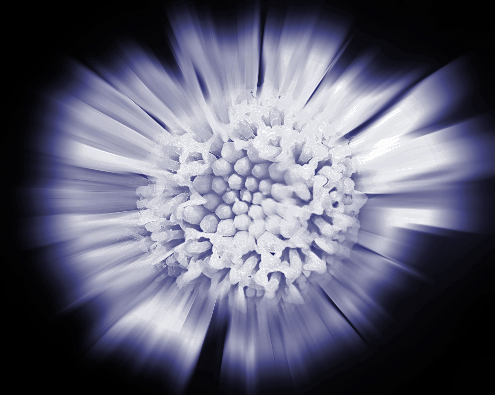 zoom burst image of a flower in indigo blue and white