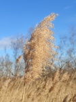 In Camargue Reed