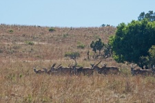 A Group Of Eland Antelope