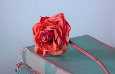 Abstract Image Of Dead Rose On Book