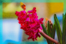 Background, Flower, Photo Editing