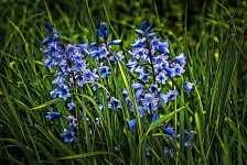 Background, Hyacinths, Nature