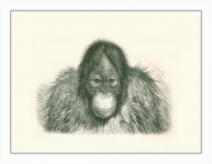 Monkey Orangutan Illustration