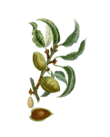 Almond Vintage Botanical Art