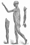 Anatomy Human Muscles Vintage