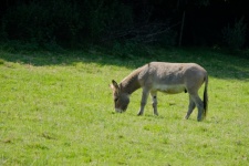 Donkey In A Meadow