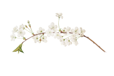 Apple Blossom Branch Vintage Art